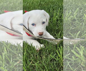 Great Pyrenees-Huskies Mix Dogs for adoption in Croydon, NH, USA