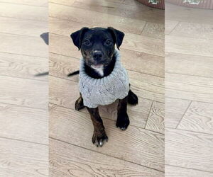 Medium Photo #6 English Mastweiler Puppy For Sale in Oro Medonte, Ontario, Canada