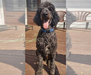 Poodle (Standard)-Unknown Mix Dogs for adoption in Des Moines, IA, USA