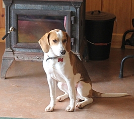 Beagle Dogs for adoption in Murphy, NC, USA