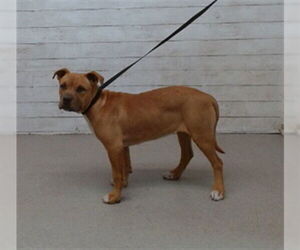 American Pit Bull Terrier Dogs for adoption in San Bernardino, CA, USA