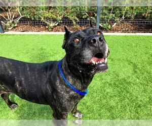 Presa Canario-Unknown Mix Dogs for adoption in Orange, CA, USA