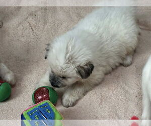 Mutt Dogs for adoption in Minneapolis, MN, USA