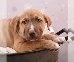 Mastador Dogs for adoption in Sheridan, CO, USA
