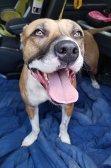 American Bulldog Dogs for adoption in Rockaway, NJ, USA