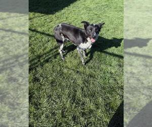Australian Cattle Dog-Unknown Mix Dogs for adoption in Bakersfield, CA, USA
