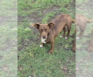 Dachshund Dogs for adoption in San Antonio, TX, USA