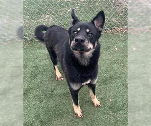 German Shepherd Dog-Siberian Husky Mix Dogs for adoption in Texas City, TX, USA