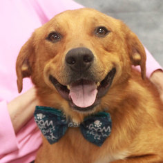 Golden Shepherd Dogs for adoption in Garfield Heights, OH, USA