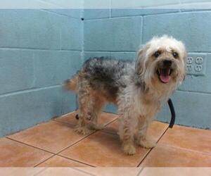 Maltese-Unknown Mix Dogs for adoption in Downey, CA, USA