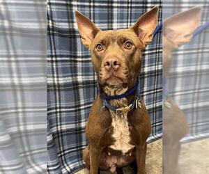 Mutt Dogs for adoption in Rosenberg, TX, USA
