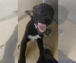 American Pit Bull Terrier-Unknown Mix Dogs for adoption in Sacramento, CA, USA