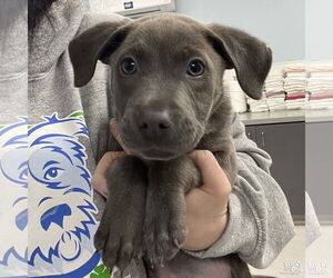 Labrador Retriever-Unknown Mix Dogs for adoption in Washington, DC, USA