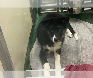 Australian Shepherd-Unknown Mix Dogs for adoption in Plano, TX, USA