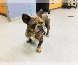 French Bulldog Dogs for adoption in Orange, CA, USA