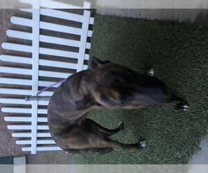 Mutt Dogs for adoption in Modesto, CA, USA