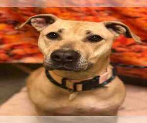 Mastador Dogs for adoption in Greenbelt, MD, USA