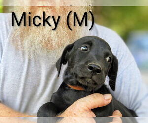 Labrador Retriever-Unknown Mix Dogs for adoption in Aurora, IN, USA