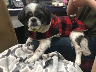 Shih Tzu Dogs for adoption in Howell, MI, USA