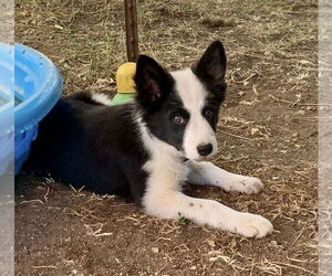 Border Collie-Unknown Mix Dogs for adoption in Paso Robles, CA, USA