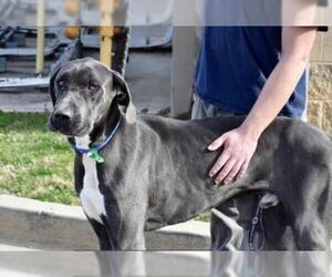 Great Dane Dogs for adoption in Pembroke, GA, USA