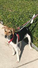 English Foxhound Dogs for adoption in Fort Lauderdale, FL, USA