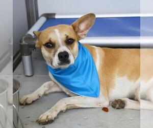 Mutt Dogs for adoption in San Antonio, TX, USA