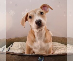 Chi-Corgi Dogs for adoption in Sheridan, CO, USA