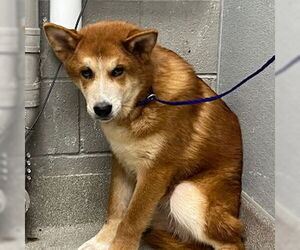 Shiba Inu-Unknown Mix Dogs for adoption in Las Vegas, NV, USA