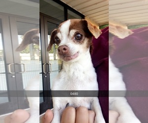 Medium Photo #1 Chiweenie Puppy For Sale in Chico, CA, USA