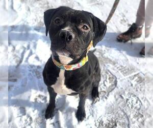 Mutt Dogs for adoption in Minneapolis, MN, USA