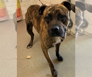 Mutt Dogs for adoption in San Bernardino, CA, USA