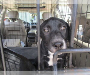 Labrador Retriever Dogs for adoption in Ocala, FL, USA