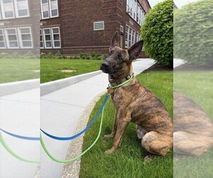 Holland Shepherd Dogs for adoption in Imlay City, MI, USA