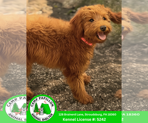 Miniature Labradoodle Dogs for adoption in Stroudsburg, PA, USA