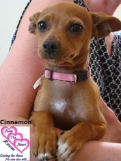 Chiweenie Dogs for adoption in Canutillo, TX, USA