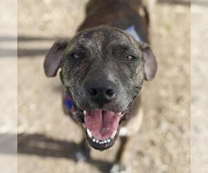 American Staffordshire Terrier-Unknown Mix Dogs for adoption in San Antonio, TX, USA
