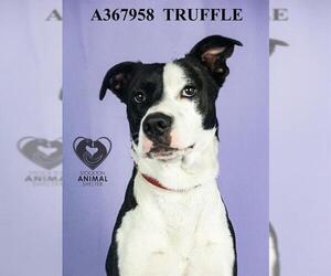 Border Collie Dogs for adoption in Stockton, CA, USA