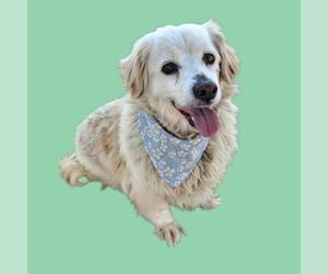 Cocker Spaniel Dogs for adoption in Bakersfield, CA, USA