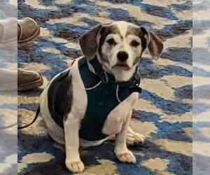 Beagle Dogs for adoption in Von Ormy, TX, USA
