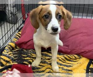 Basset Hound-Unknown Mix Dogs for adoption in Visalia, CA, USA