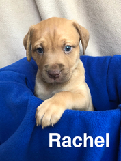 Medium Photo #1 Labrador Retriever Puppy For Sale in Rockaway, NJ, USA