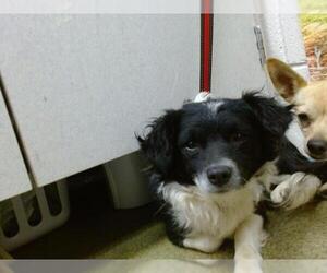 Chihuahua Dogs for adoption in Moreno Valley, CA, USA