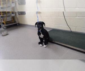 Mutt Dogs for adoption in Denver, CO, USA