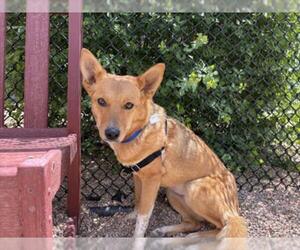 Mutt Dogs for adoption in Fort Collins, CO, USA