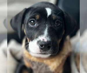 American Bulldog-Unknown Mix Dogs for adoption in Jefferson, WI, USA