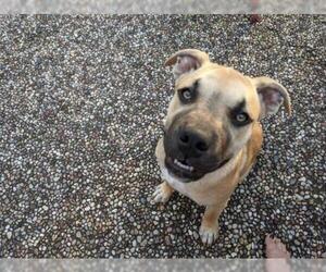 Black Mouth Cur-German Shepherd Dog Mix Dogs for adoption in Houston, TX, USA