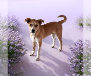 Mutt Dogs for adoption in Menifee, CA, USA