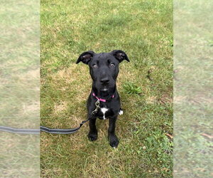 Collie-Unknown Mix Dogs for adoption in Shermans Dale, PA, USA