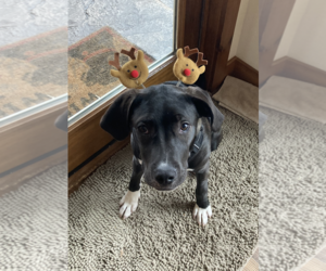 Mutt Dogs for adoption in Grafton, WI, USA
